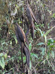 Galeola lindleyana