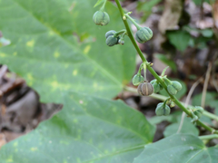 Baliospermum solanifolium