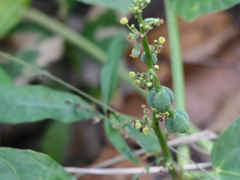 Baliospermum solanifolium