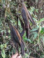Galeola lindleyana