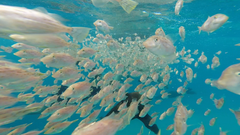 Arotrolepis filicauda