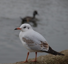 Chroicocephalus ridibundus
