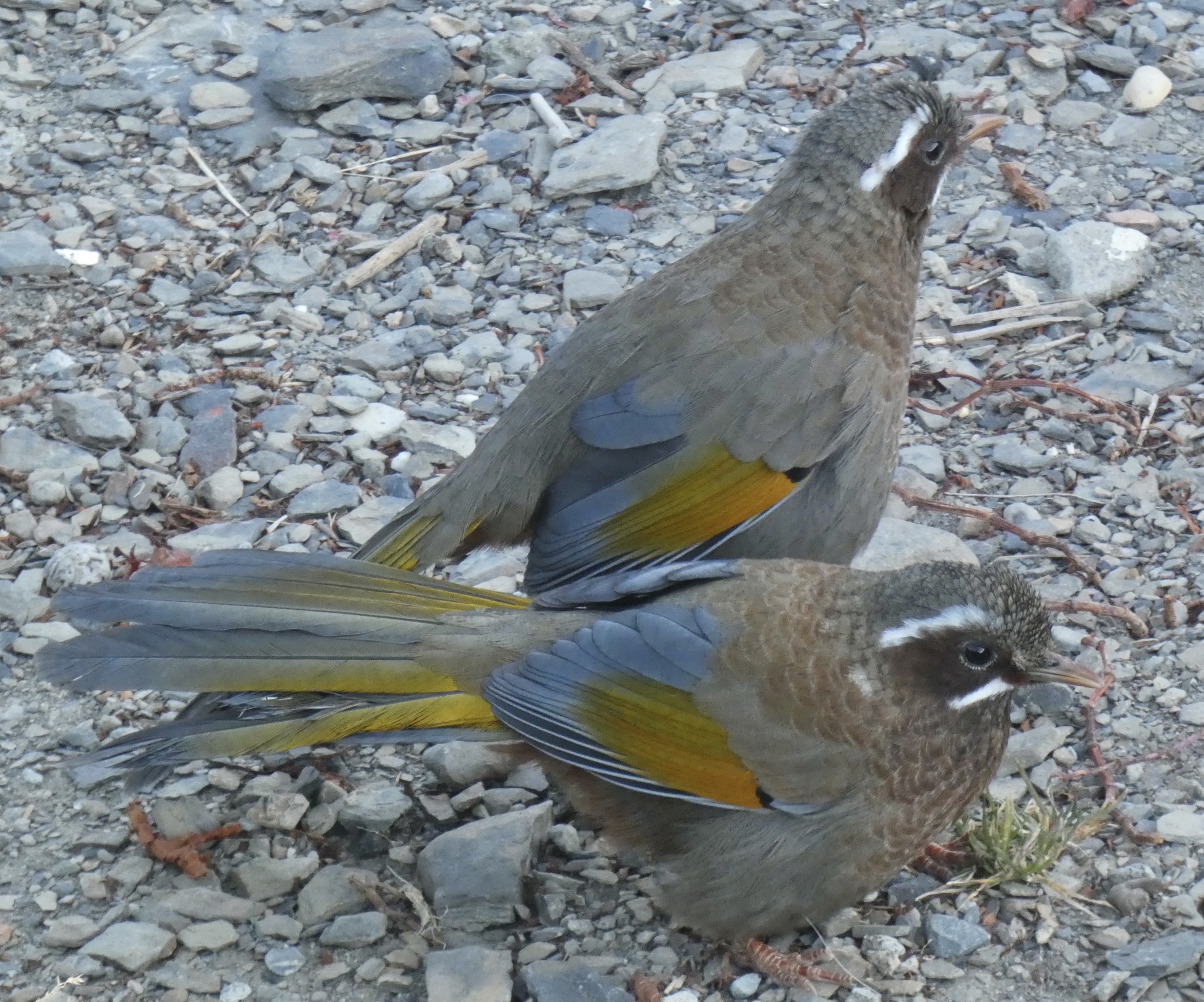 White-whiskered Laughingthrush