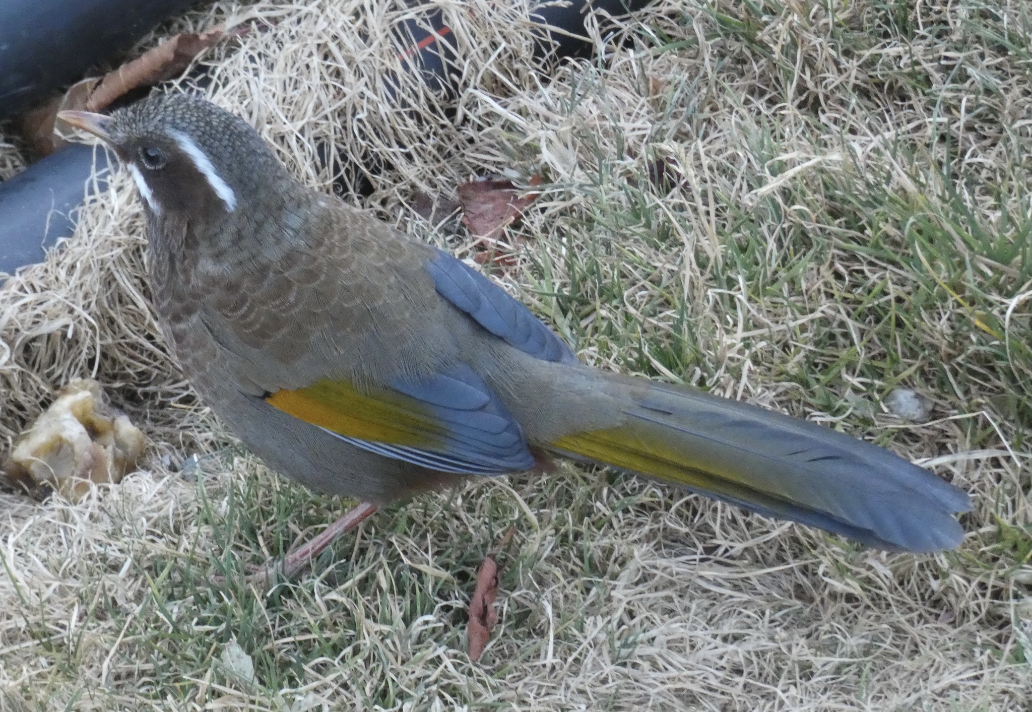 White-whiskered Laughingthrush