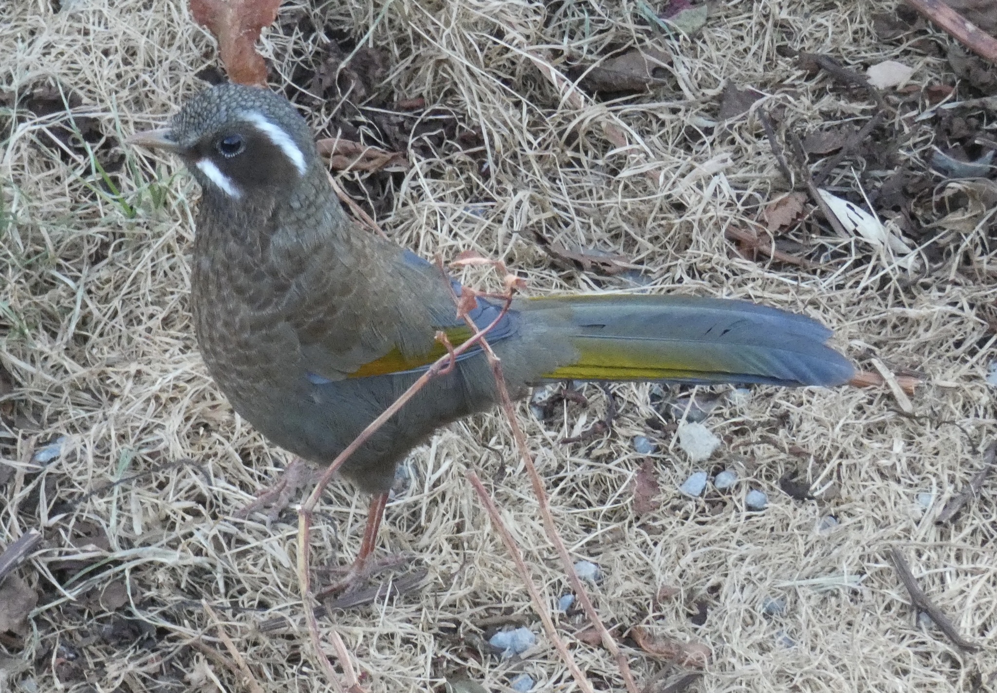 White-whiskered Laughingthrush