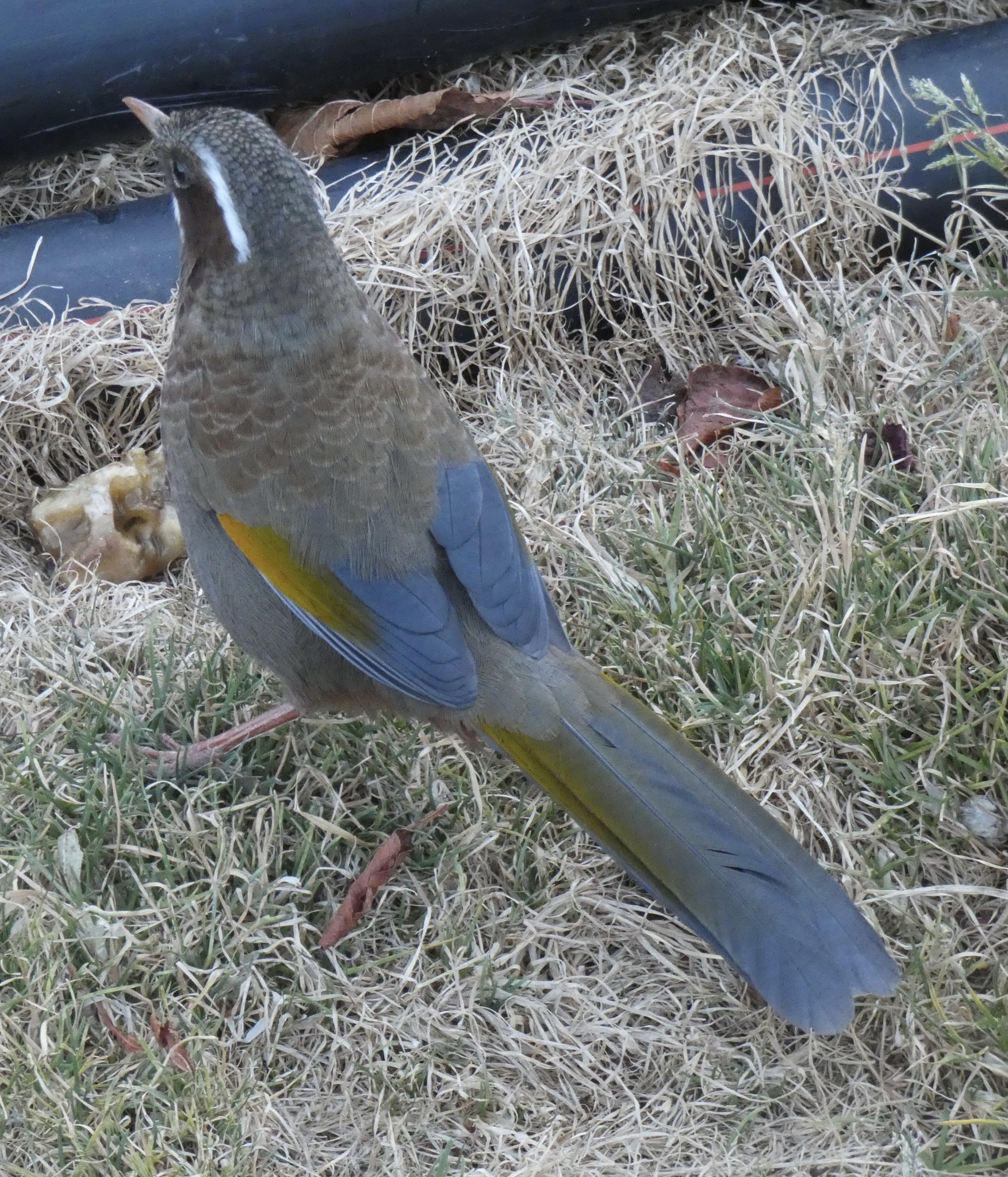 White-whiskered Laughingthrush