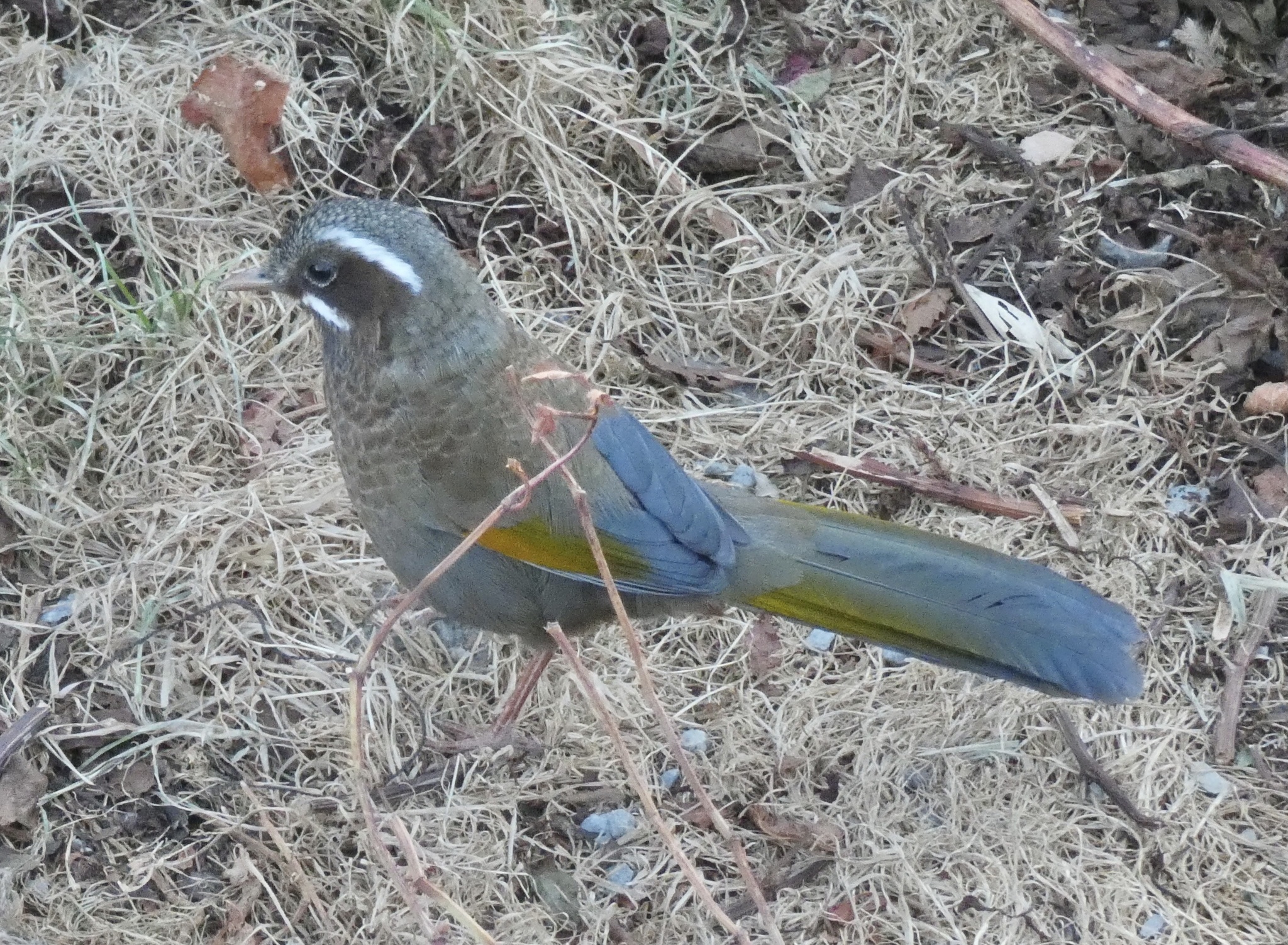 White-whiskered Laughingthrush