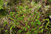 Hypericum foliosum