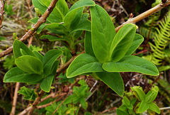 Hypericum foliosum
