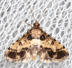 Nacoleia
