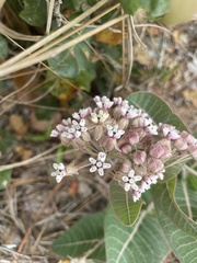 Asclepias humistrata image