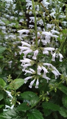 Salvia tashiroi