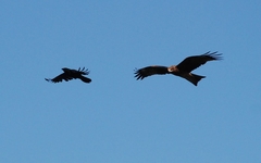 Milvus migrans