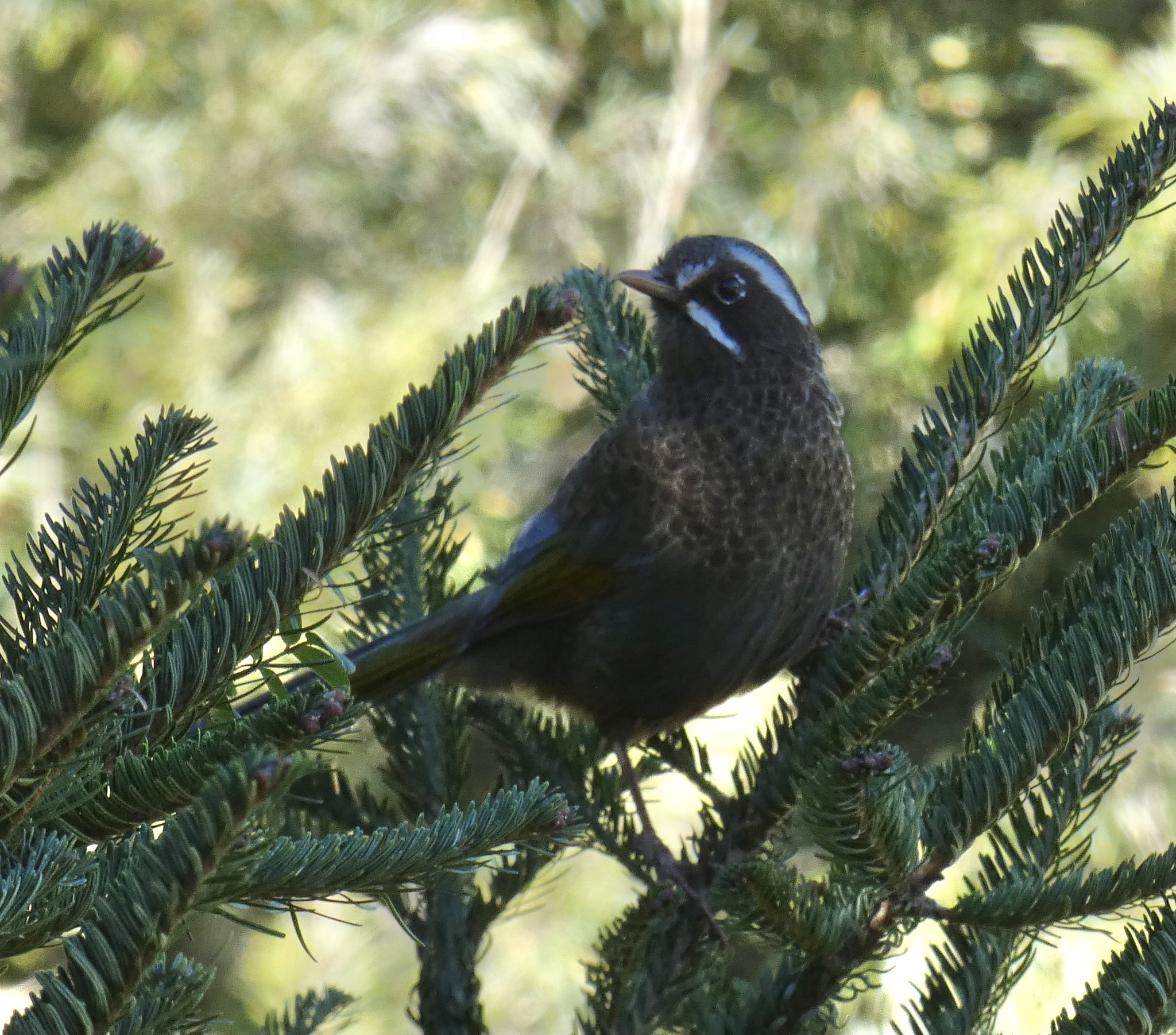 White-whiskered Laughingthrush