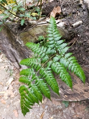 Davallia divaricata