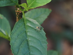 Phintella bifurcilinea