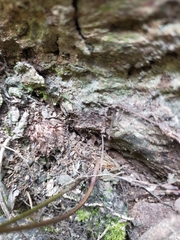 Davallia divaricata