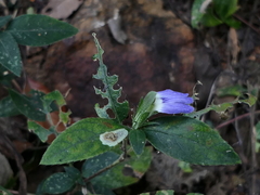 Cynarospermum asperrimum
