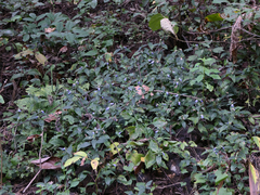 Cynarospermum asperrimum