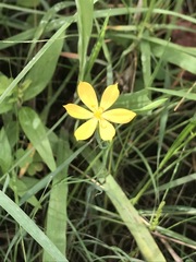 Sisyrinchium tolucense