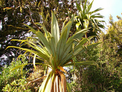 Cordyline indivisa