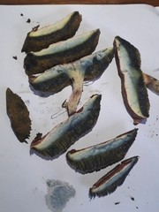 Xerocomellus ripariellus