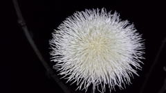 Cirsium mohavense