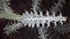 Cirsium mohavense