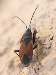 Eremocoris depressus