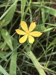 Sisyrinchium tolucense