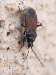 Eremocoris depressus