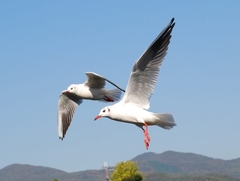 Chroicocephalus ridibundus