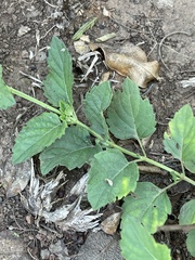 Orthosiphon suffrutescens