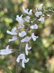 Orthosiphon suffrutescens