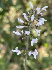 Orthosiphon suffrutescens