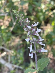 Orthosiphon suffrutescens