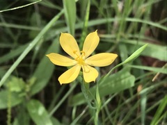 Sisyrinchium tolucense