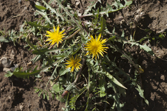 Taraxacum brevirostre