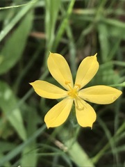 Sisyrinchium tolucense