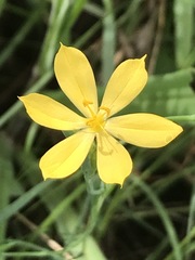 Sisyrinchium tolucense