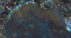 Mycedium elephantotus