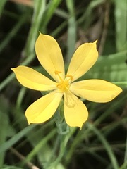 Sisyrinchium tolucense