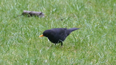 Turdus merula