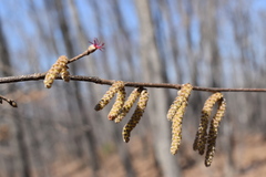 Corylus sieboldiana mandshurica