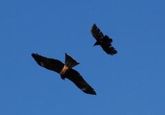 Milvus migrans