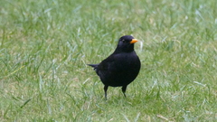 Turdus merula