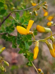 Cytisophyllum sessilifolium