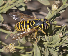 Spilomyia interrupta
