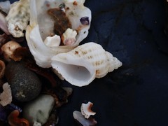 Coralliophila squamosissima