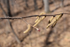 Corylus sieboldiana mandshurica